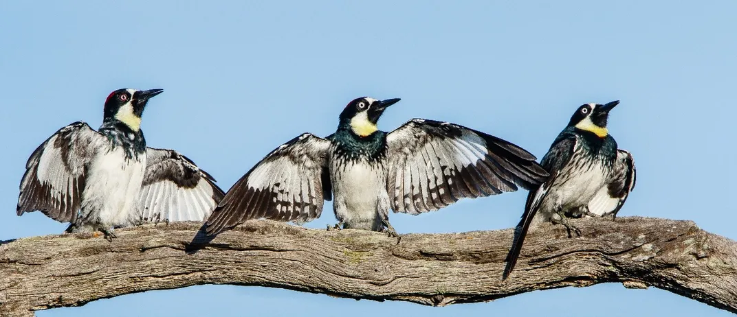 Three woodpeckers perched on a branch with their wings spread